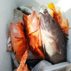 ジギング釣り果